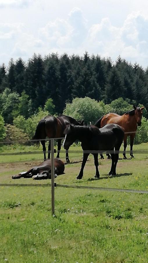 Chambre D'Hote Equestre Au Petit Bonheur Chateldon Buitenkant foto